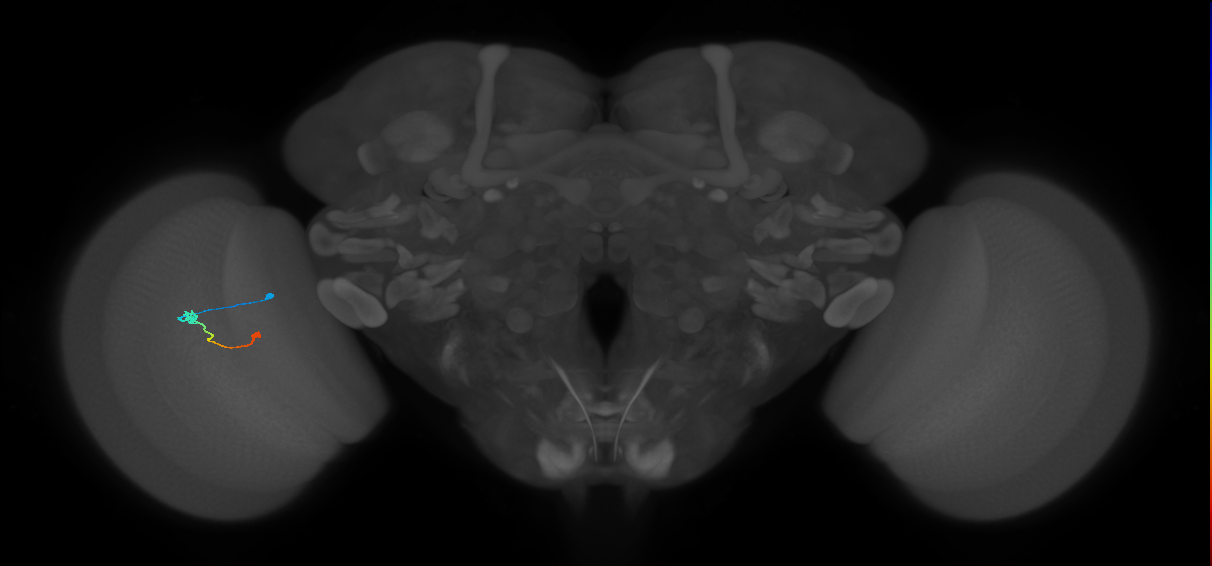Tm9_L (MaleCNS:102330)