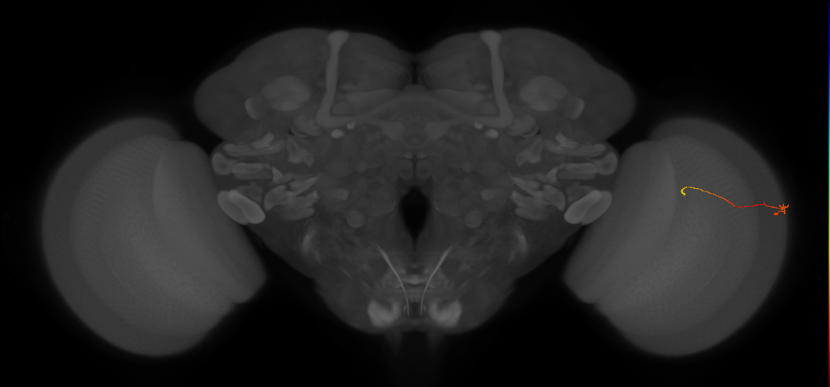 Tm9_R (MaleCNS:160179)