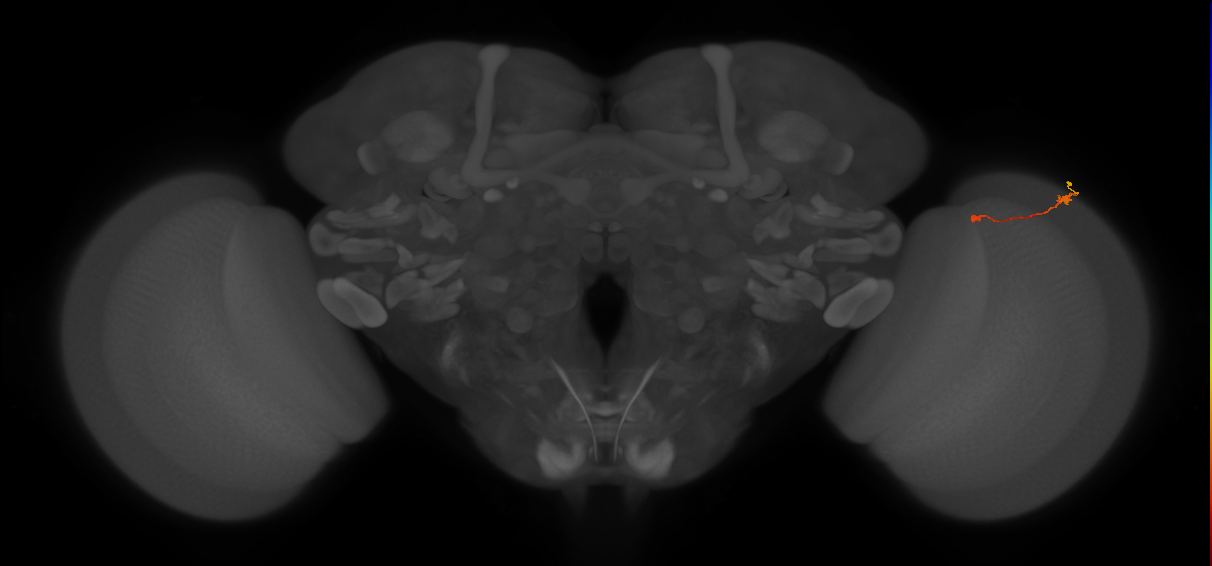 Tm9_R (MaleCNS:117152)
