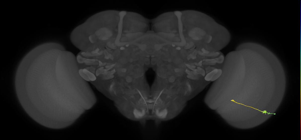 Tm9_R (MaleCNS:90590)