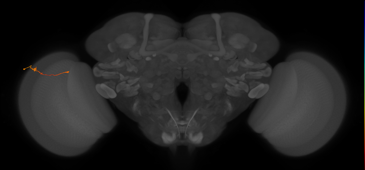 Tm9_L (MaleCNS:127813)