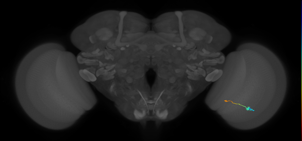 Tm9_R (MaleCNS:101906)