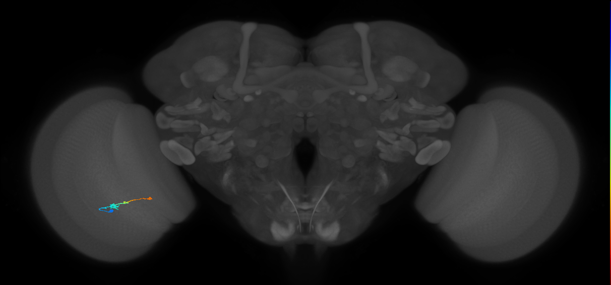 Tm9_L (MaleCNS:130887)
