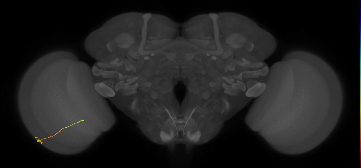 Tm9_L (MaleCNS:188042)