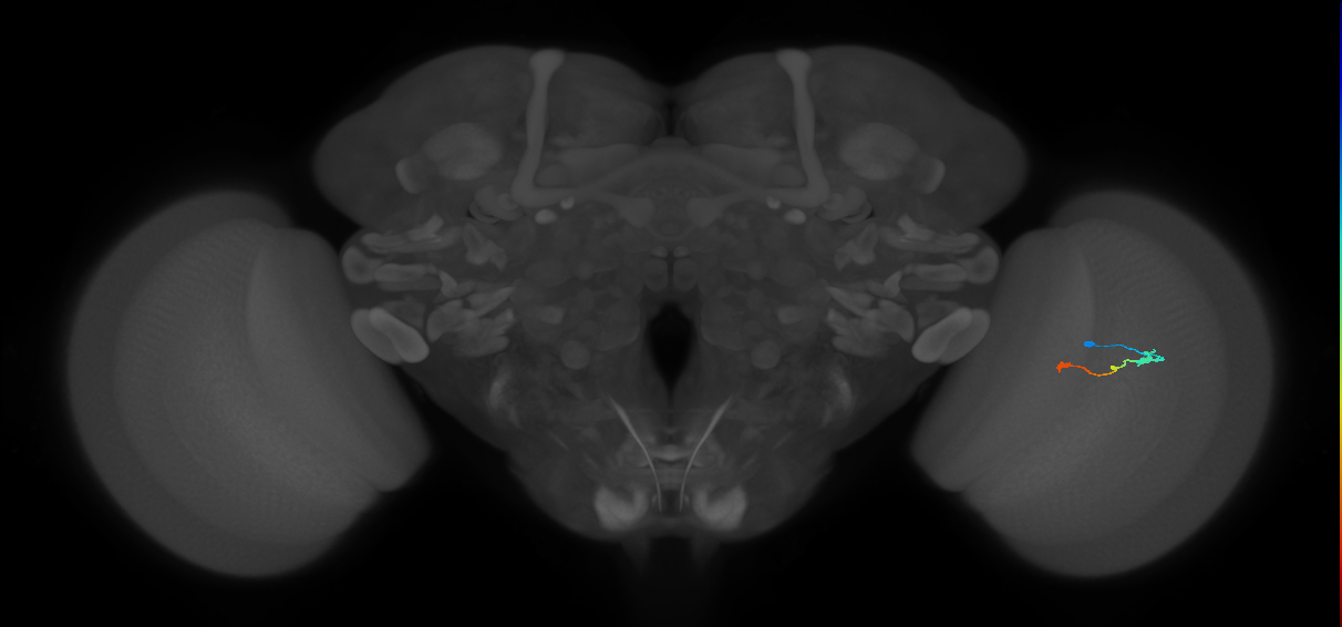 Tm9_R (MaleCNS:525840)