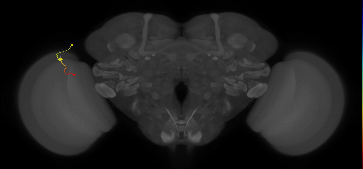 Tm9_L (MaleCNS:124565)
