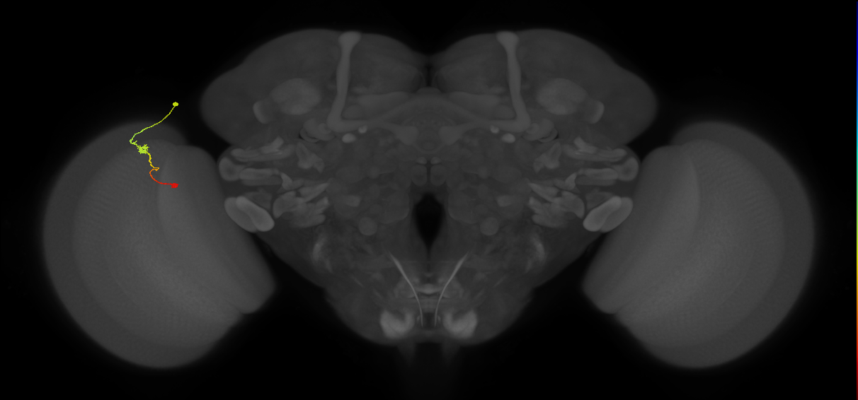 Tm9_L (MaleCNS:63298)