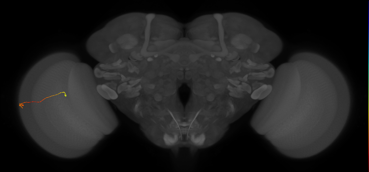 Tm9_L (MaleCNS:205506)