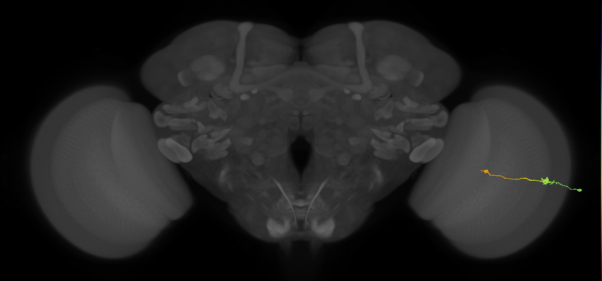 Tm9_R (MaleCNS:147382)