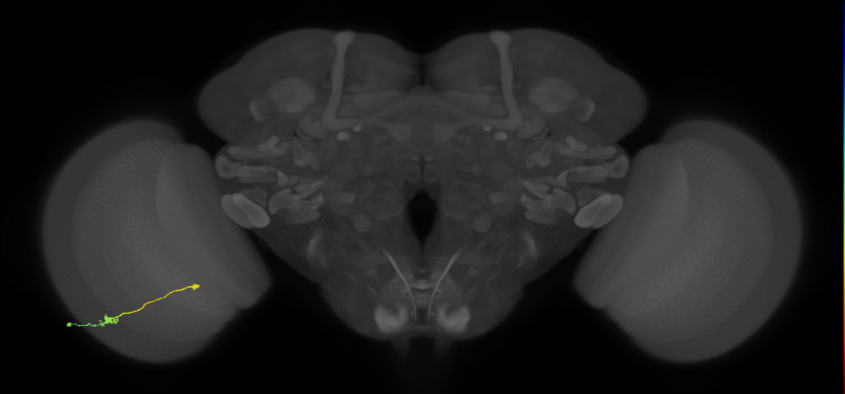 Tm9_L (MaleCNS:542783)