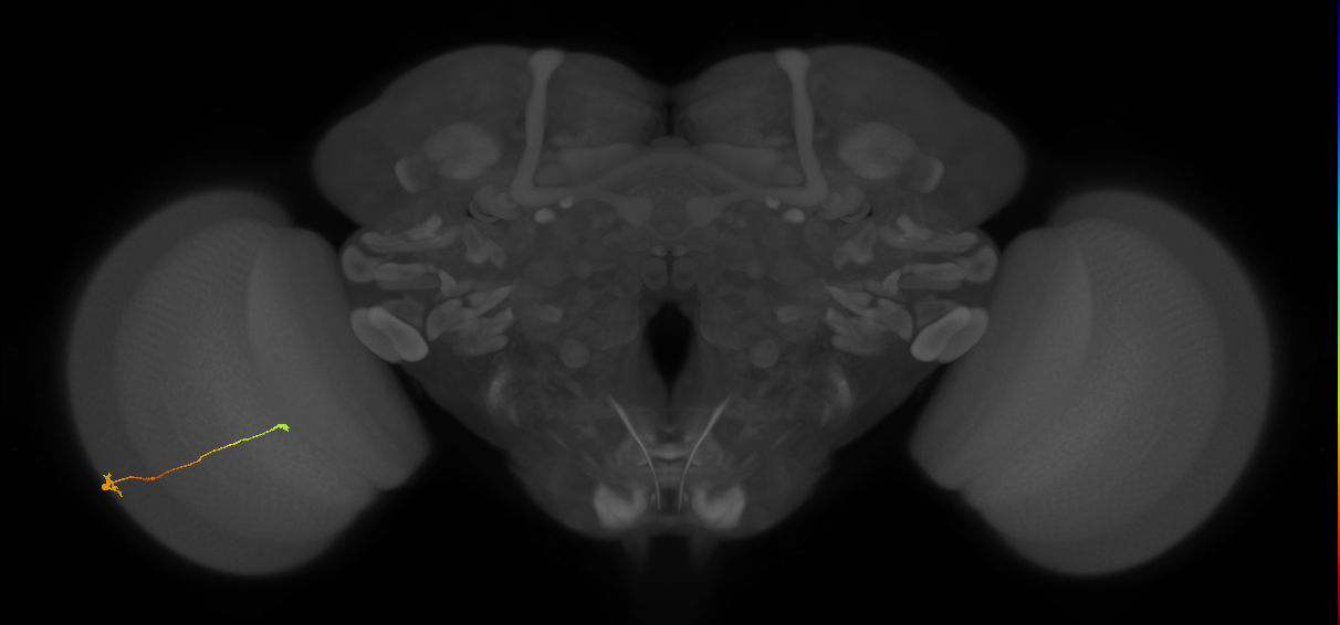 Tm9_L (MaleCNS:939926)