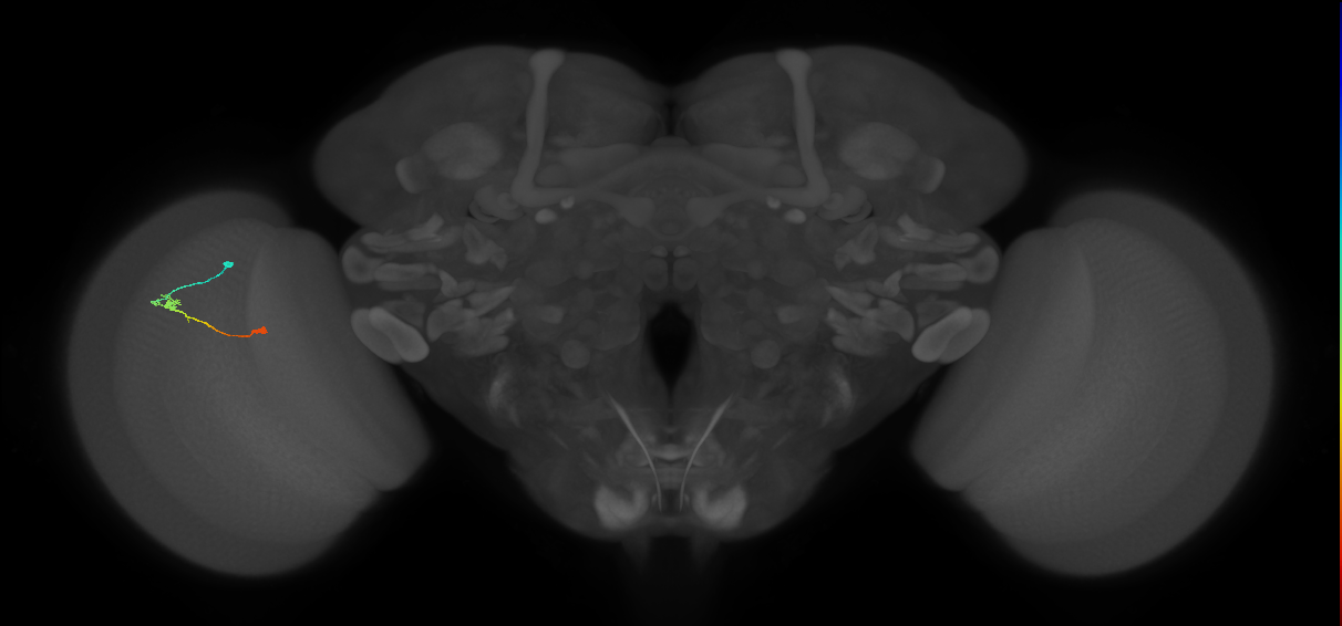 Tm9_L (MaleCNS:158946)