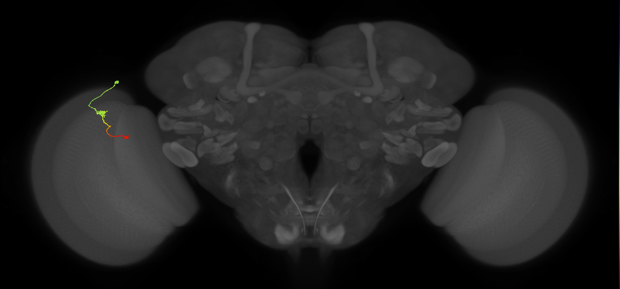 Tm9_L (MaleCNS:123435)