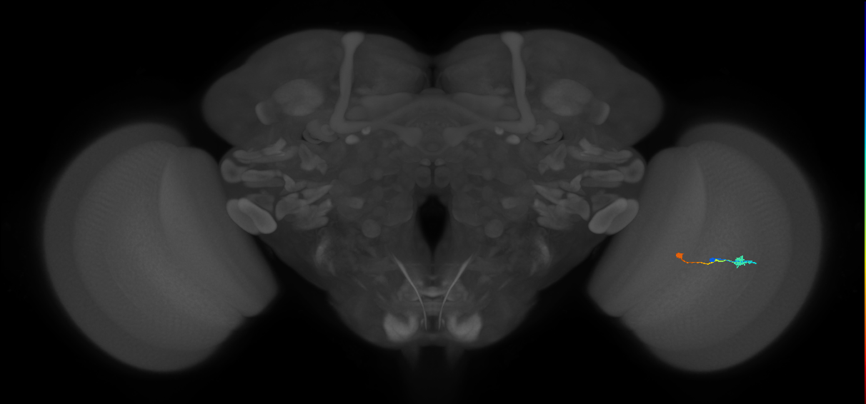 Tm9_R (MaleCNS:95679)