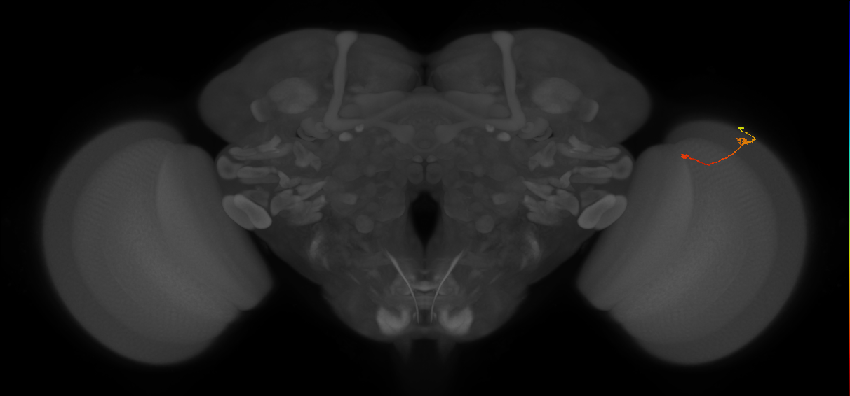 Tm9_R (MaleCNS:117429)