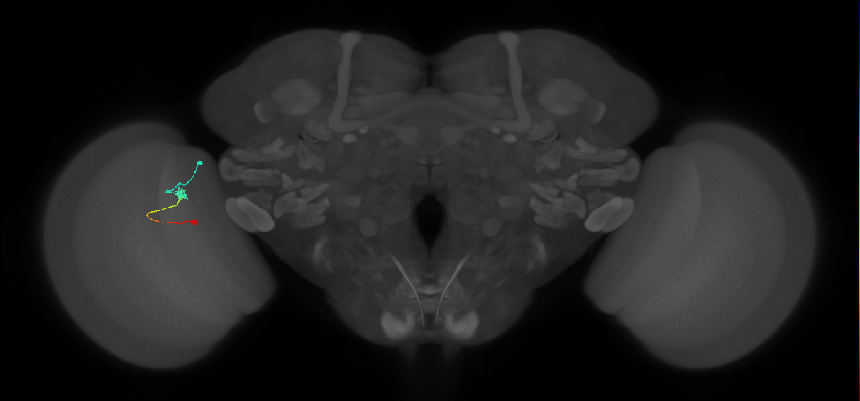 Tm9_L (MaleCNS:158022)