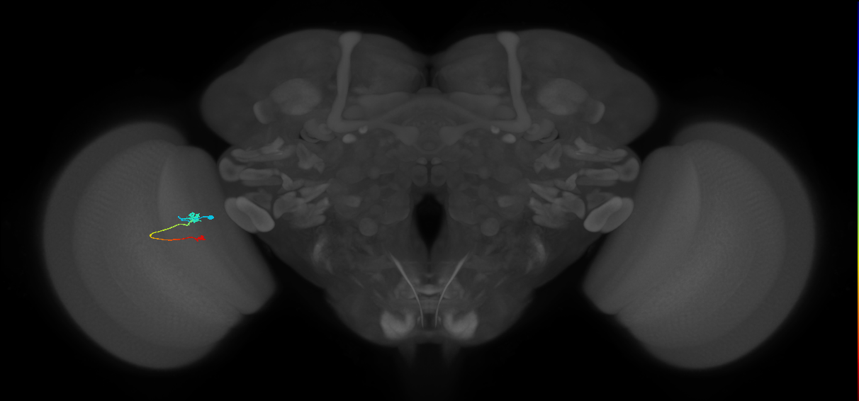 Tm9_L (MaleCNS:147783)