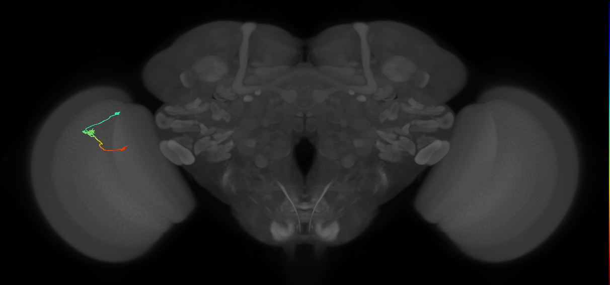 Tm9_L (MaleCNS:536471)