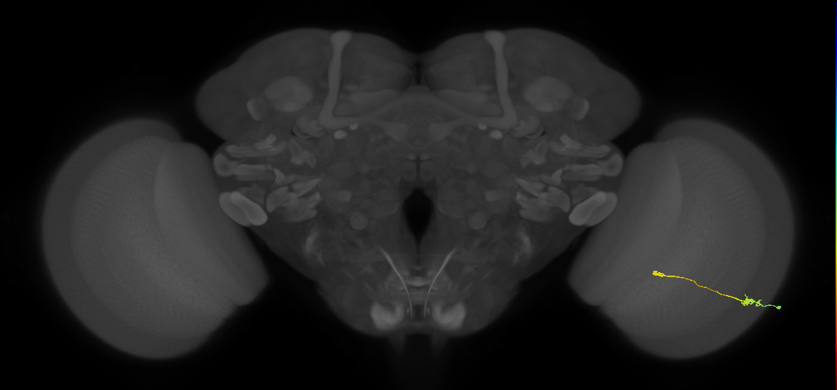 Tm9_R (MaleCNS:81301)