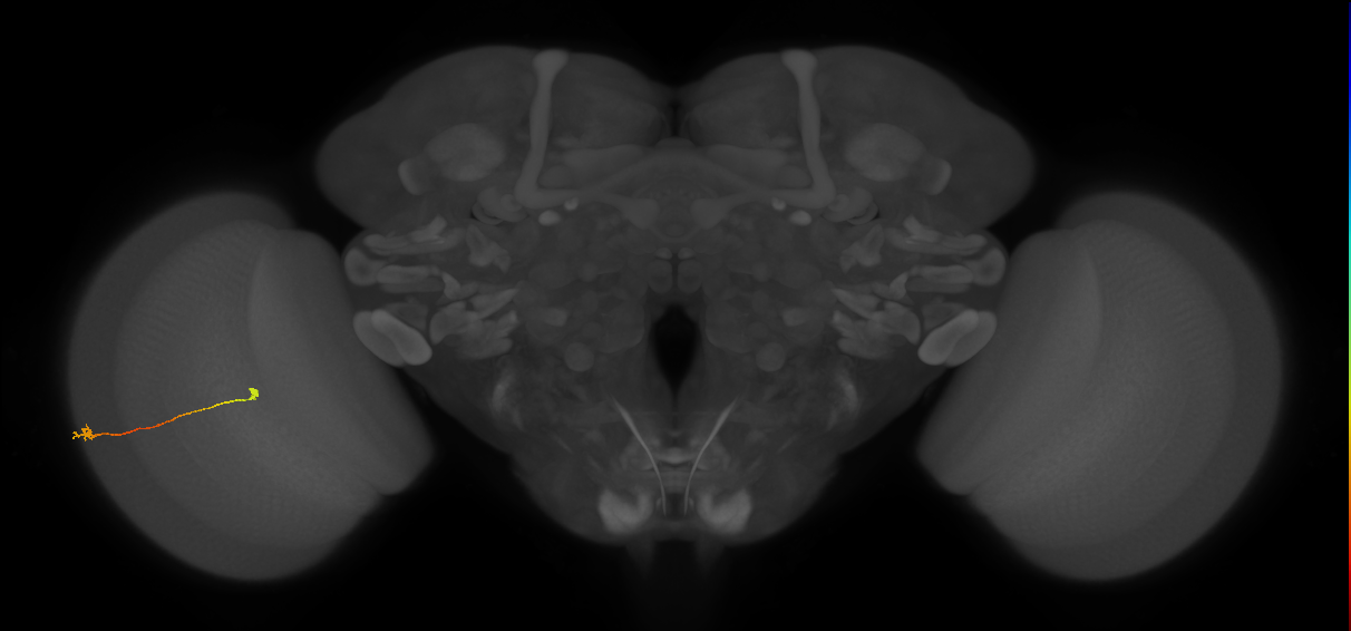 Tm9_L (MaleCNS:520074)