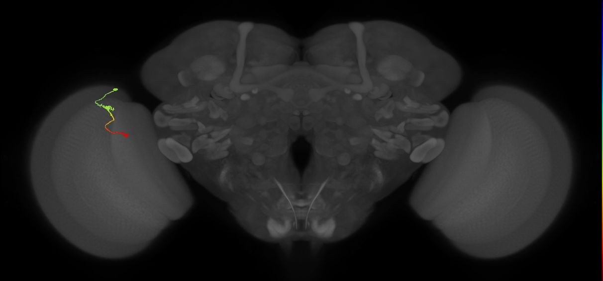 Tm9_L (MaleCNS:120343)