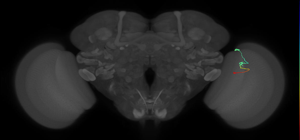 Tm9_R (MaleCNS:103333)