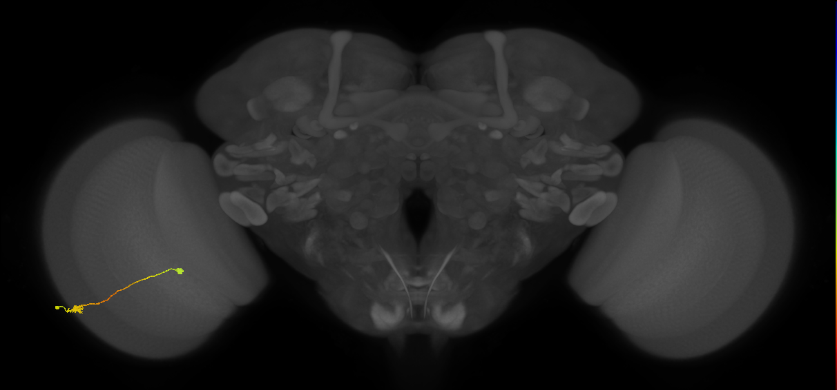 Tm9_L (MaleCNS:96455)