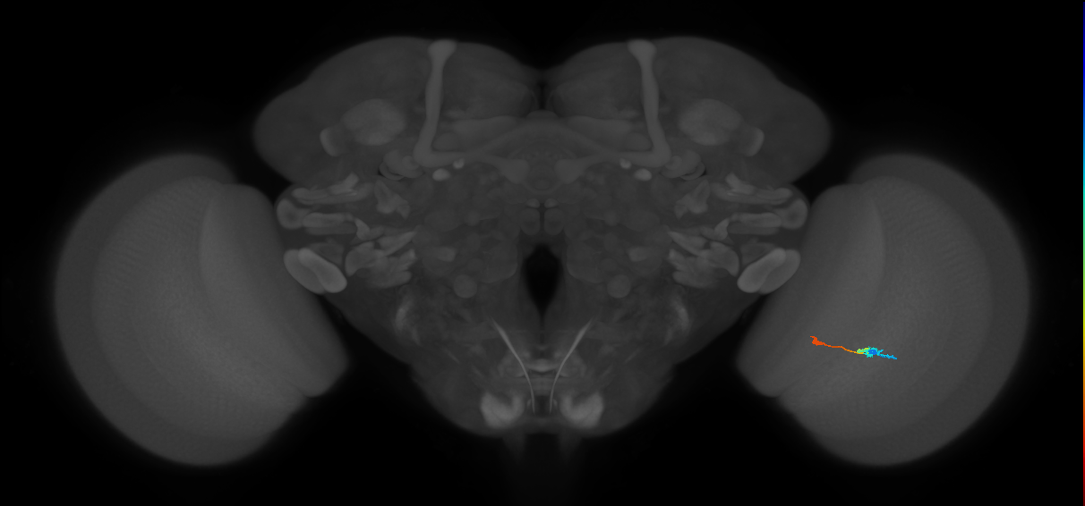 Tm9_R (MaleCNS:92811)