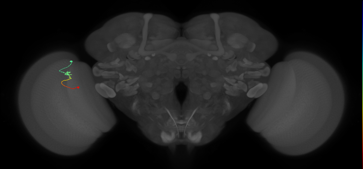 Tm9_L (MaleCNS:192791)