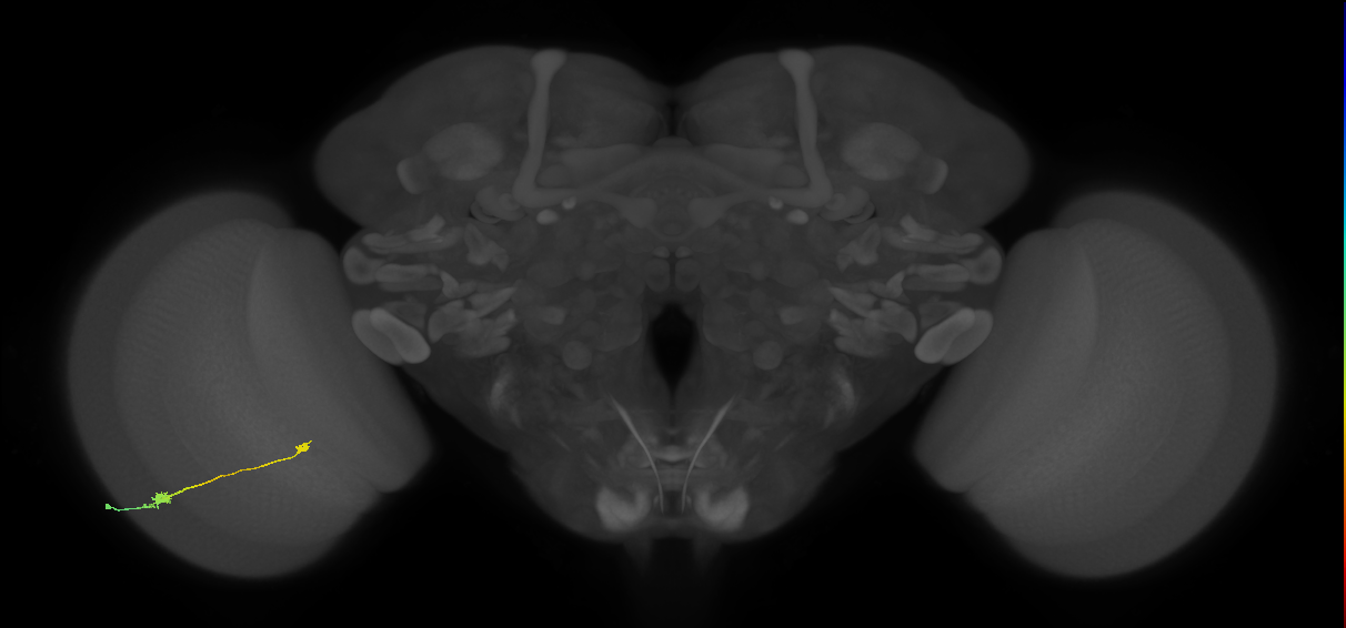 Tm9_L (MaleCNS:61063)