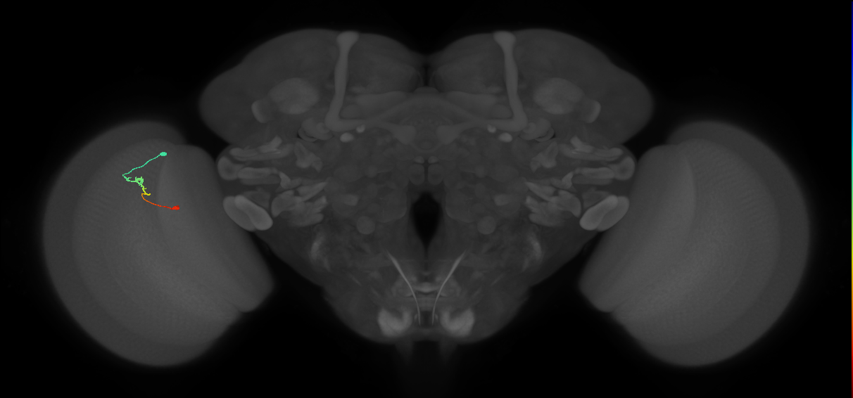 Tm9_L (MaleCNS:177504)