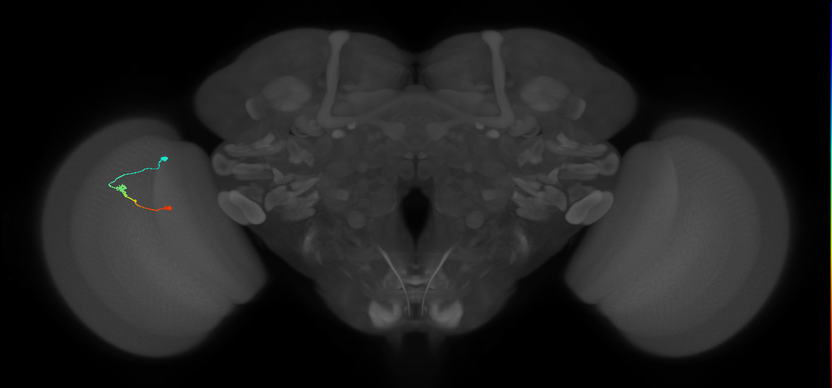 Tm9_L (MaleCNS:210672)