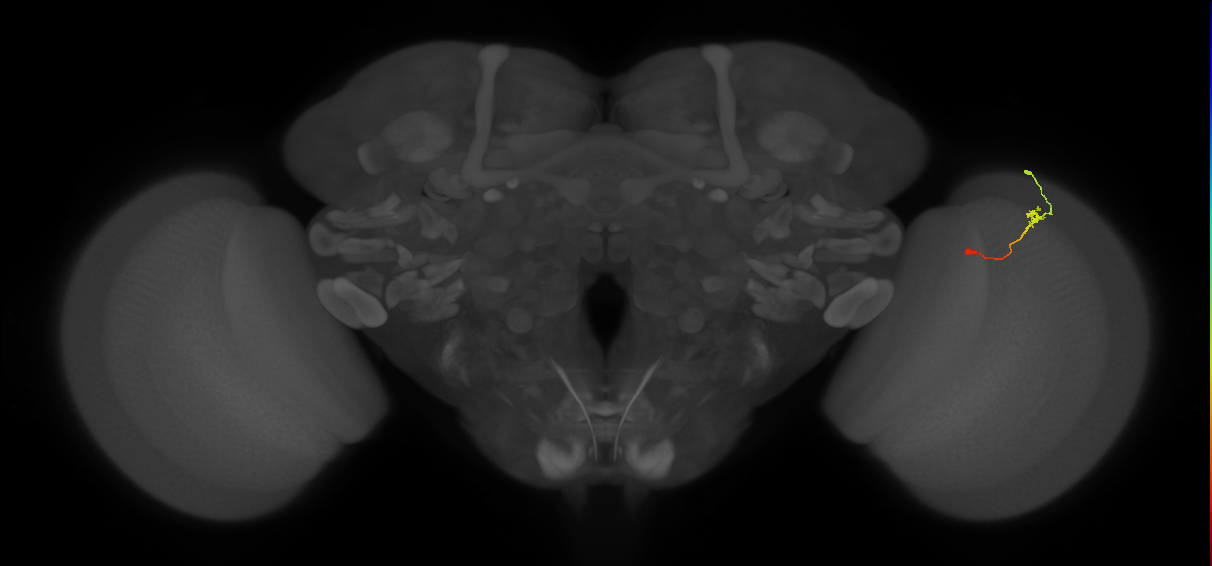 Tm9_R (MaleCNS:114999)