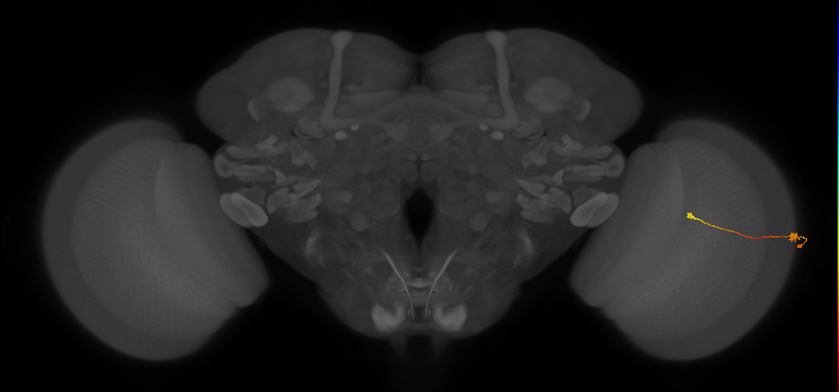 Tm9_R (MaleCNS:104472)