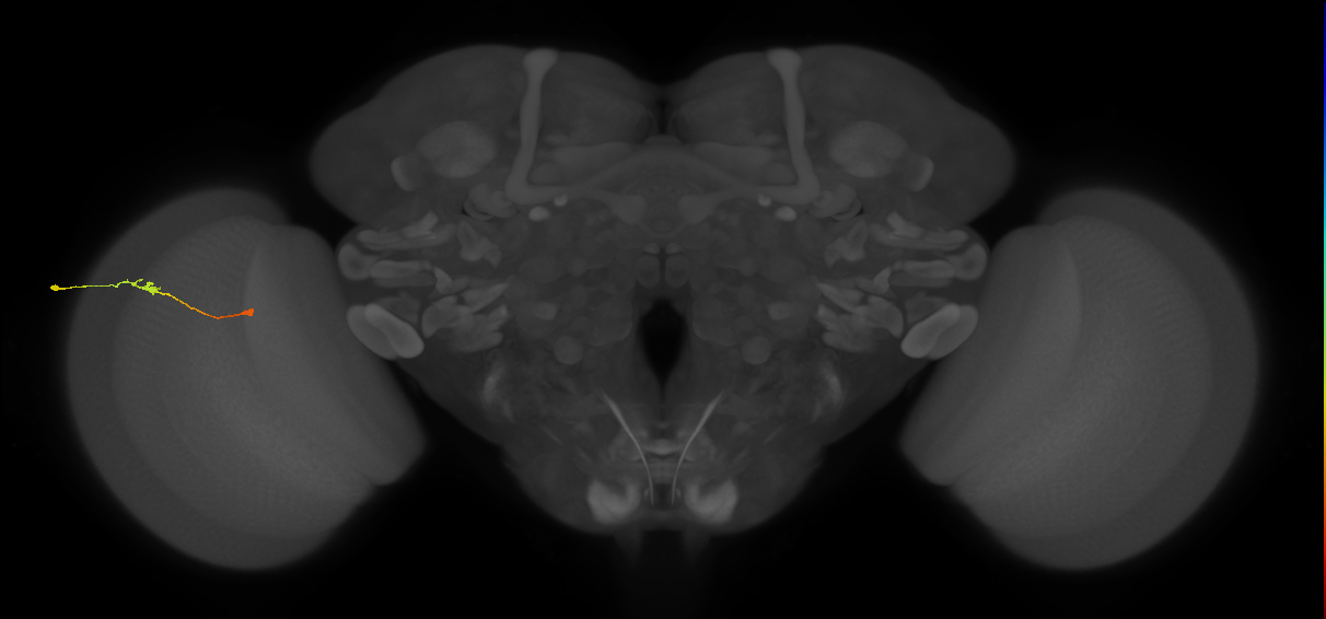 Tm9_L (MaleCNS:166019)