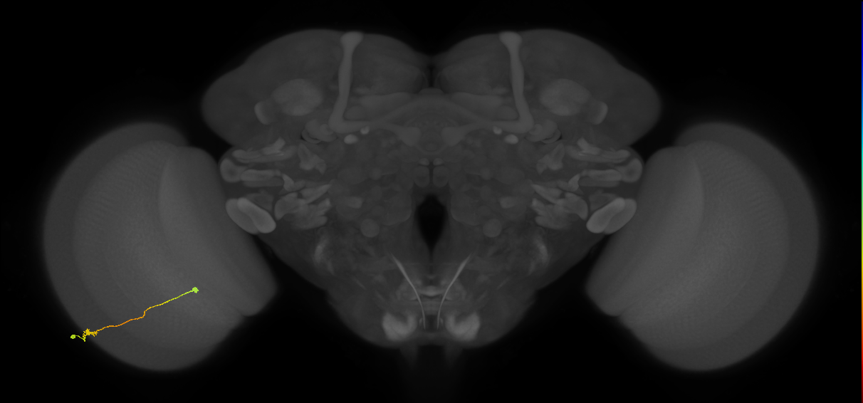 Tm9_L (MaleCNS:47939)