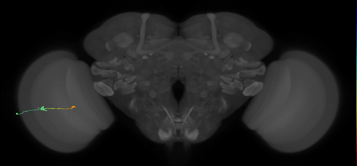 Tm9_L (MaleCNS:543396)