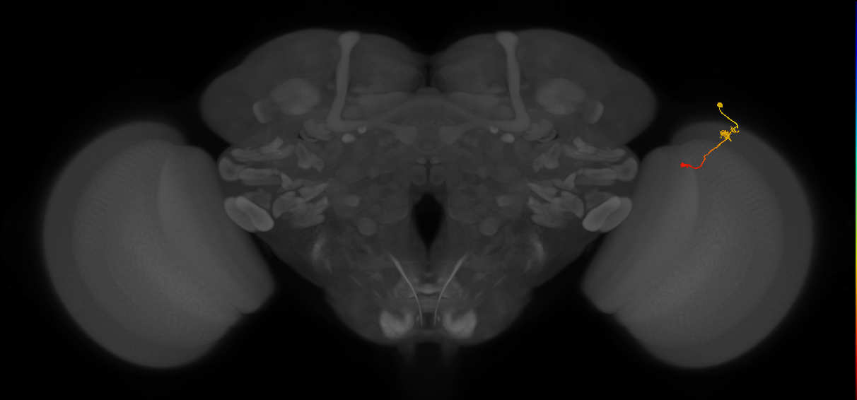 Tm9_R (MaleCNS:104763)