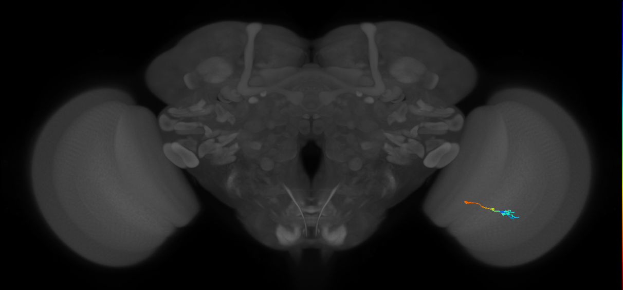 Tm9_R (MaleCNS:99825)