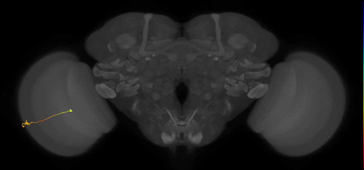 Tm9_L (MaleCNS:102301)