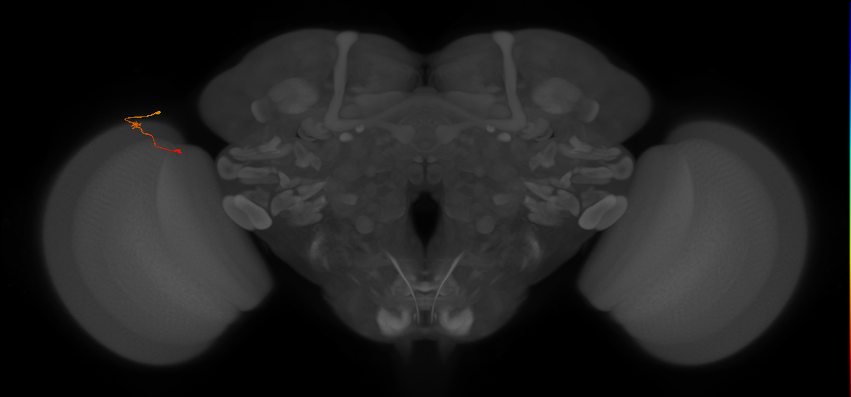 Tm9_L (MaleCNS:214070)