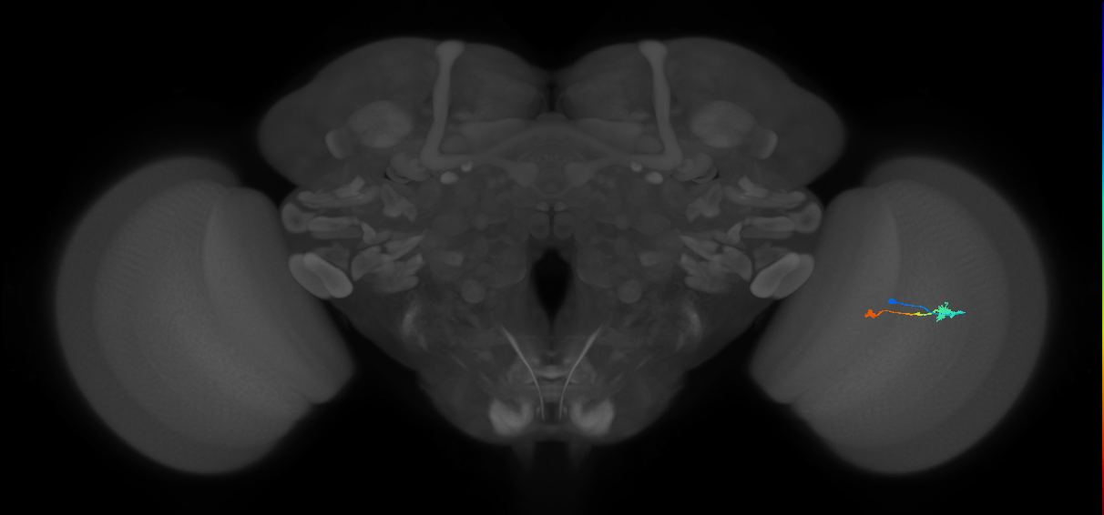 Tm9_R (MaleCNS:92258)