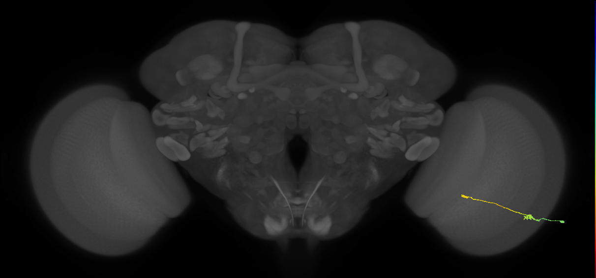 Tm9_R (MaleCNS:89429)