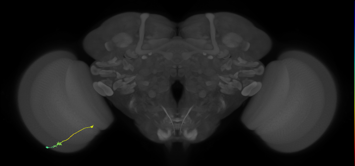 Tm9_L (MaleCNS:105910)