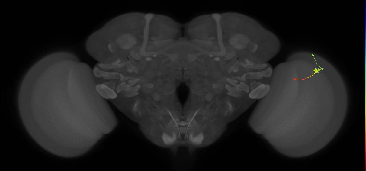 Tm9_R (MaleCNS:110662)