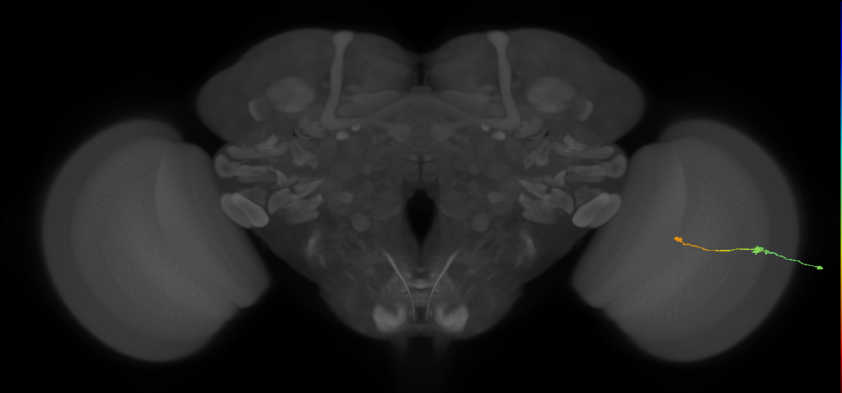 Tm9_R (MaleCNS:106590)