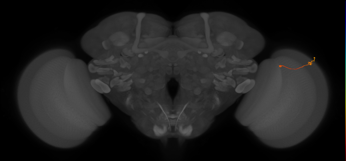 Tm9_R (MaleCNS:117600)