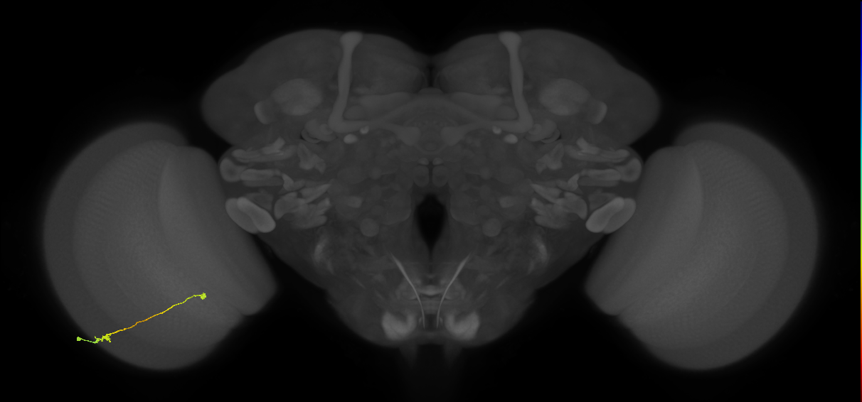 Tm9_L (MaleCNS:540503)