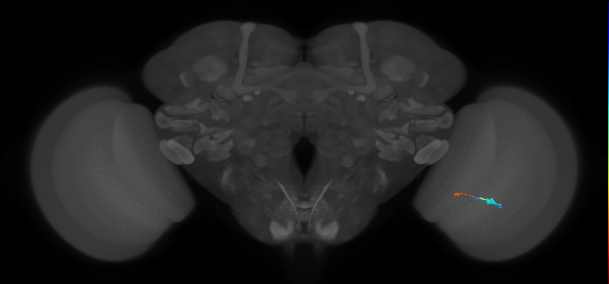 Tm9_R (MaleCNS:99174)