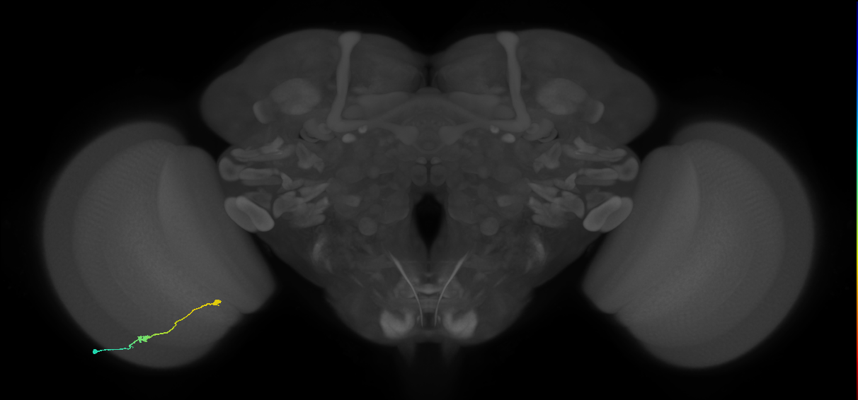 Tm9_L (MaleCNS:147487)